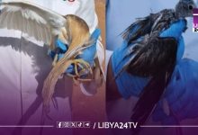 انتشار فيروس إنفلونزا الطيور بمزارع دواجن بعدة مدن ليبية