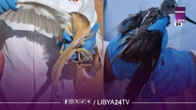 انتشار فيروس إنفلونزا الطيور بمزارع دواجن بعدة مدن ليبية