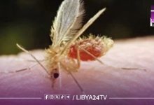 اكتشاف طلاب مصابين بمرض «اللشمانيا» في ترهونة