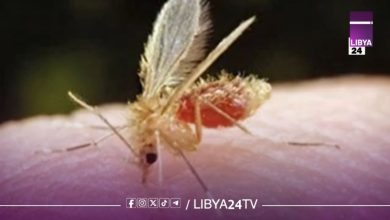 اكتشاف طلاب مصابين بمرض «اللشمانيا» في ترهونة