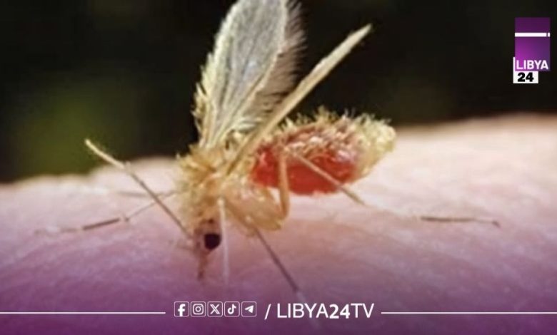 اكتشاف طلاب مصابين بمرض «اللشمانيا» في ترهونة