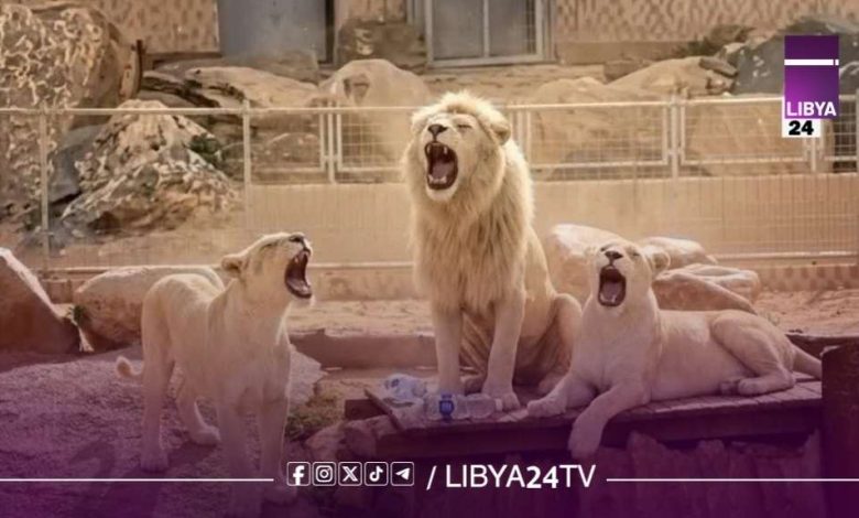 فوضى العنف في حديقة الحيوانات… طرابلس بين حلم الترفيه وكابوس الإيذاء