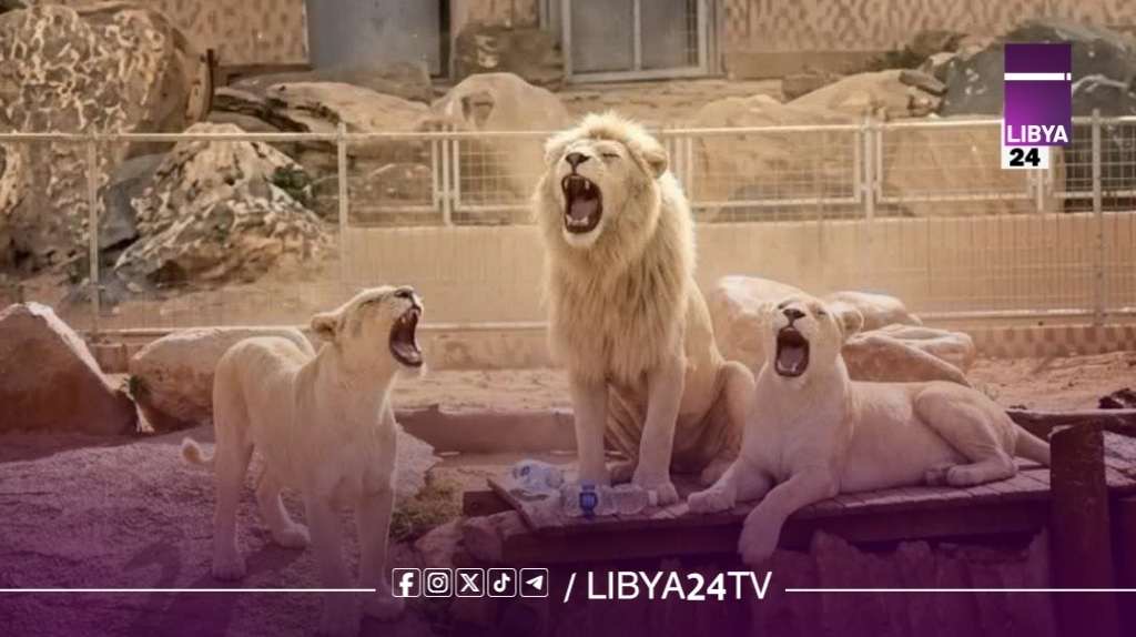 فوضى العنف في حديقة الحيوانات… طرابلس بين حلم الترفيه وكابوس الإيذاء