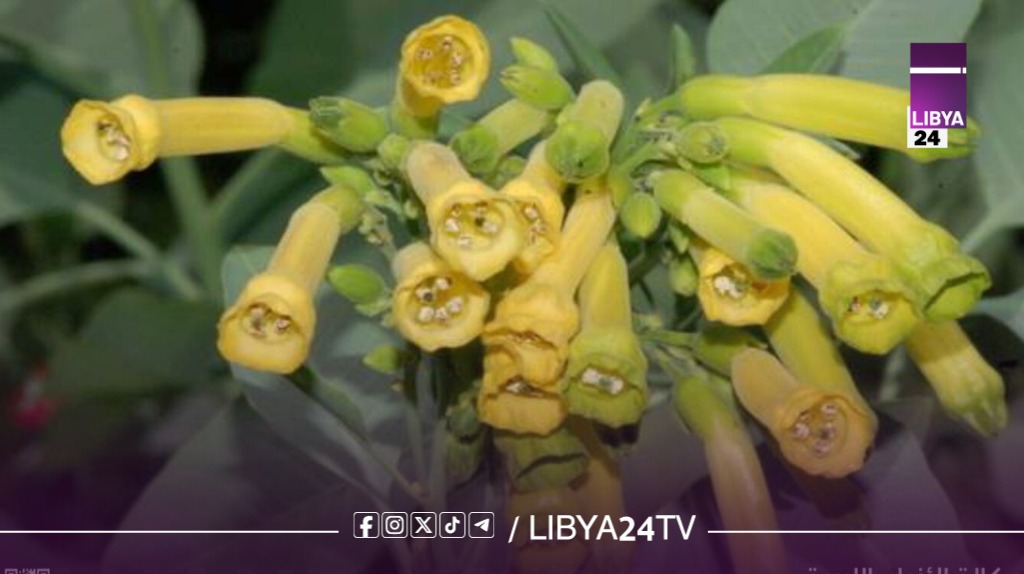 نفوق مفاجئ لأبقار جنوب مسة بالجبل الأخضر وسط اشتباه بانتشار نباتات سامة