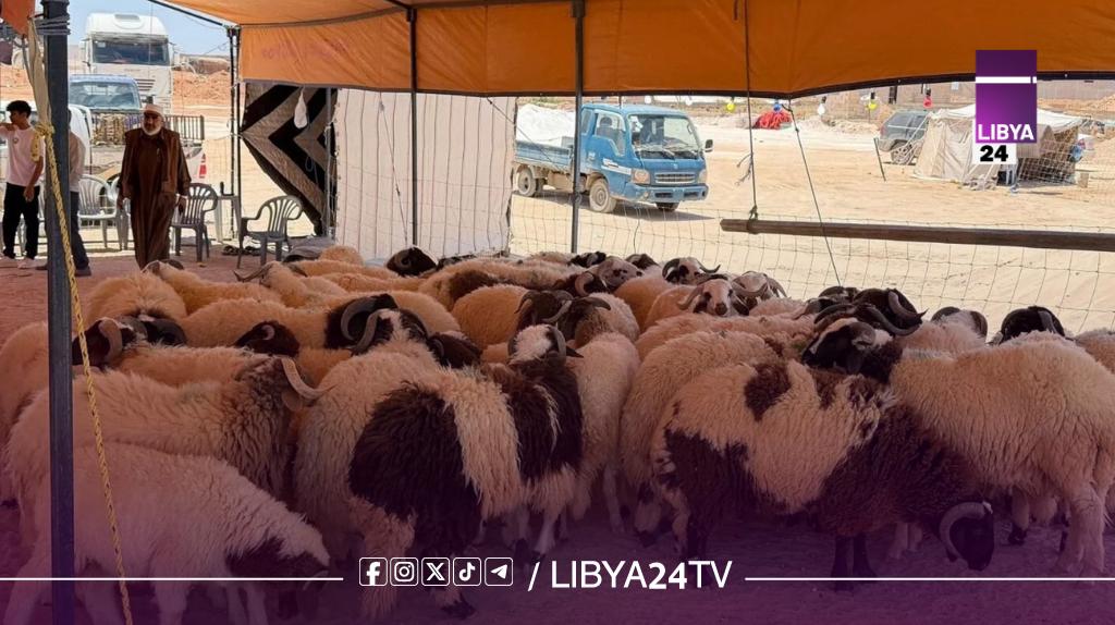 ارتفاع أسعار الأضاحي يضغط على الأسر الليبية وسط تنامي “اقتصاد المواسم” مع حلول عيد الأضحى