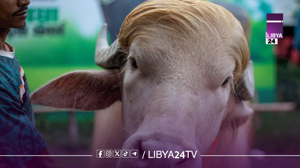 بنجلادش تمنع ذبح جاموس أمهق نادر بعد تفاعل واسع مع قصته خلال عيد الأضحى