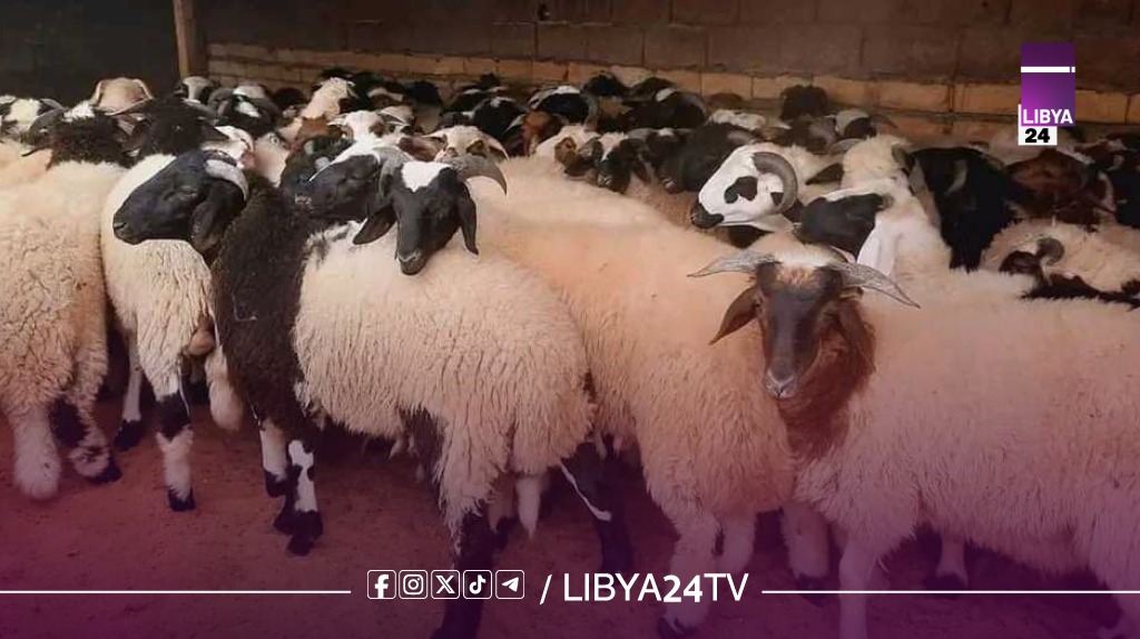 «جحيم الأضاحي».. كيف تكشف أزمة العيد انهيار دولة الدبيبة والمنفي؟